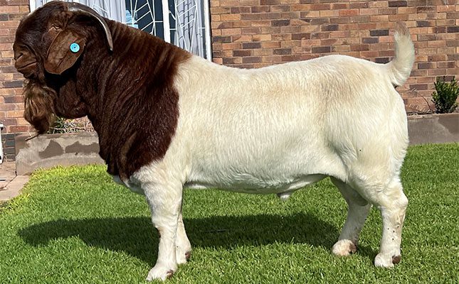 Boer goat ram sells for world record price of R2,3 million