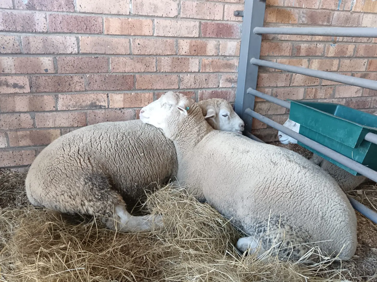 ‘SA’s Ile de France sheep is the ideal choice for crossbreeding’