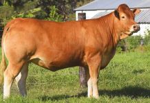 R650 000 Limousin heifer sold at Leading Lady Auction