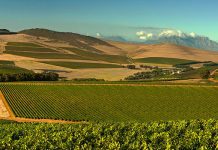 Historic Bloemendal Wine Estate heads to auction with R250 million reserve price