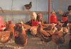 Poultry: obstacles and possibilities for small-scale producers