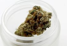 South African cannabis industry holds great promise