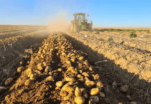 SA marks International Day of the Potato with Joburg Market festivities