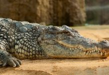Crocodile farming in the spotlight on World Croc Day