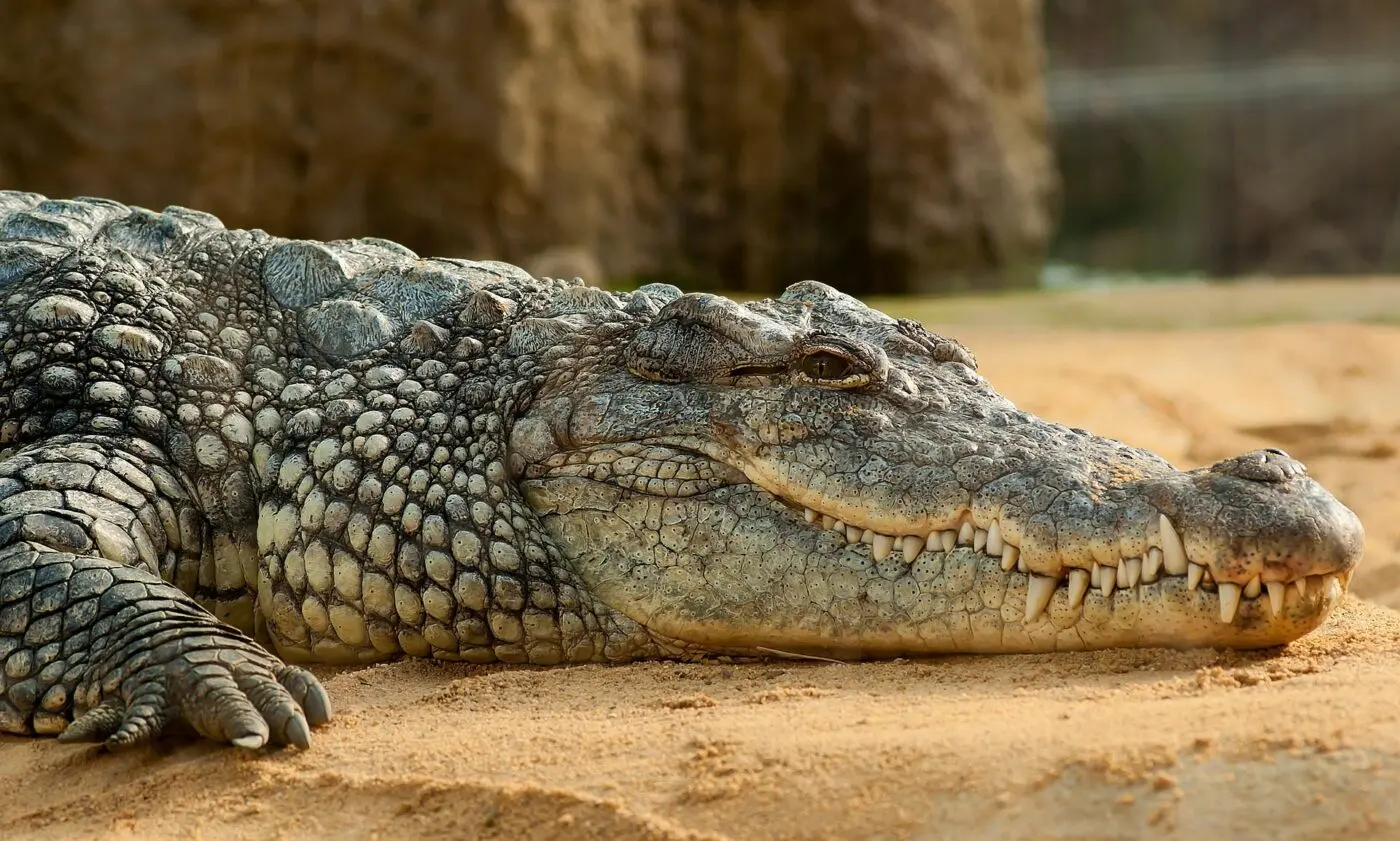 Crocodile farming in the spotlight on World Croc Day
