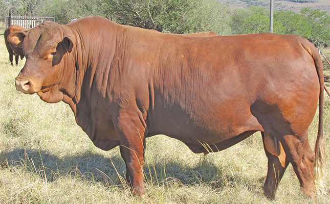 Senepols: low-maintenance, high-performance cattle