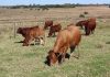 Farmers and processors urged to remain vigilant as FMD spreads in North West