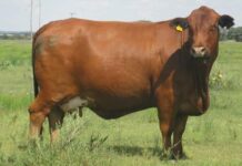 Free State Young Farmers Committee vice-chair is raising the bar