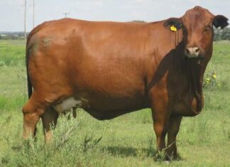 Free State Young Farmers Committee vice-chair is raising the bar