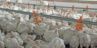 broiler chicken