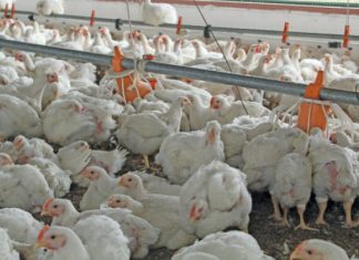 broiler chicken