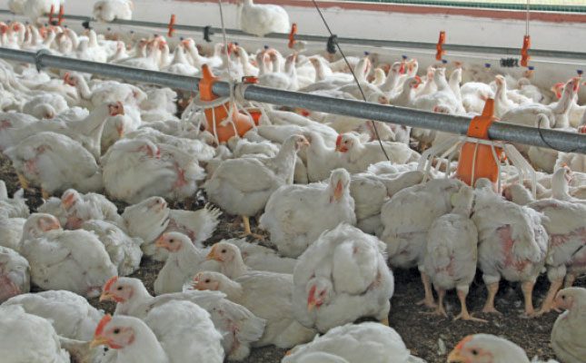 SA eases ban on Brazilian poultry imports SA eases ban on Brazilian poultry imports