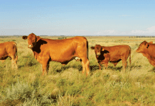 Economists cautiously optimistic about agricultural growth