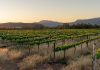 Chenin Blanc: Fuelling SA’s wine economy