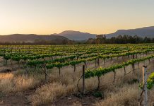 Chenin Blanc: Fuelling SA’s wine economy