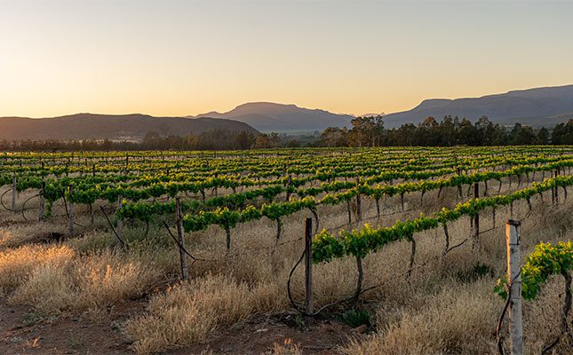 Chenin Blanc: Fuelling SA’s wine economy