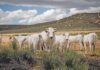 Chianina cattle: the gentle white giants giving high meat yield and quality