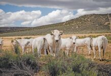 Chianina cattle: the gentle white giants giving high meat yield and quality