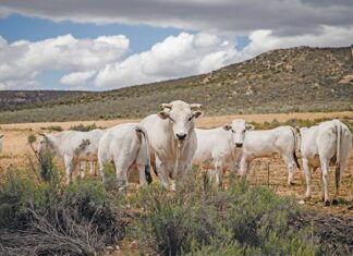Chianina cattle: the gentle white giants giving high meat yield and quality
