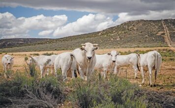 Chianina cattle: the gentle white giants giving high meat yield and quality