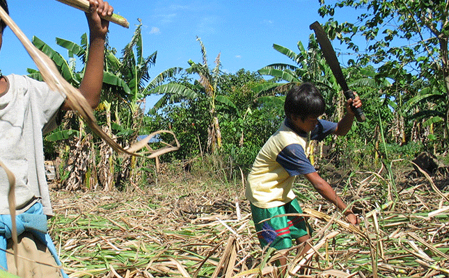 SA agriculture is winning the fight against child labour