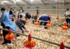 NSPCA lays criminal charges over Daybreak Farms animal deaths
