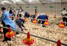 NSPCA lays criminal charges over Daybreak Farms animal deaths