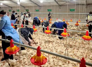 NSPCA lays criminal charges over Daybreak Farms animal deaths