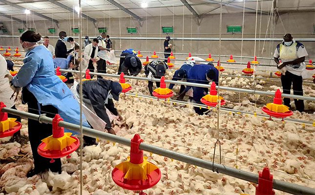 NSPCA lays criminal charges over Daybreak Farms animal deaths NSPCA lays criminal charges over Daybreak Farms animal deaths