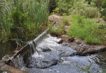Sewage-infested water in the Lowveld threatens export markets