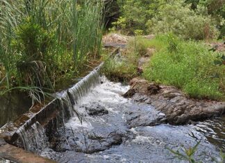 Sewage-infested water in the Lowveld threatens export markets
