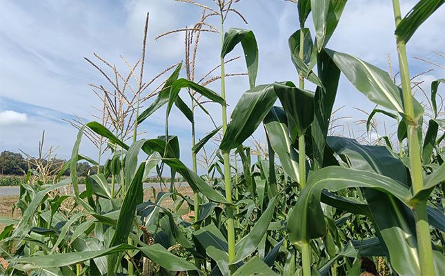 Grain SA commends Steenhuisen’s revocation of Leaf Services’ appointment Grain SA commends Steenhuisen’s revocation of Leaf Services’ appointment