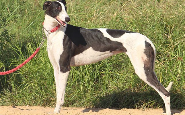 Money-spinning auction confirms high stakes in Greyhound breeding