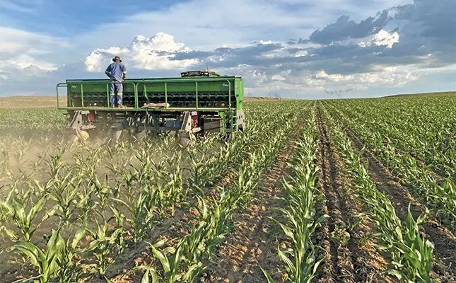 How intercropping helped a Free State maize farm grow