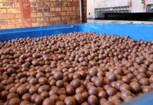 SA macadamia crop to double within next decade