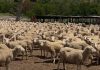 Expert tips for emerging sheep farmers