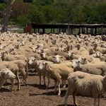 National-wool-growers