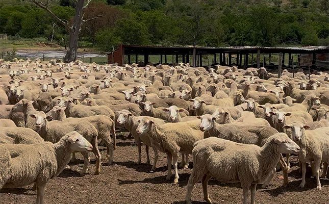 Expert tips for emerging sheep farmers Expert tips for emerging sheep farmers