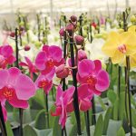Orchids-growing-phase