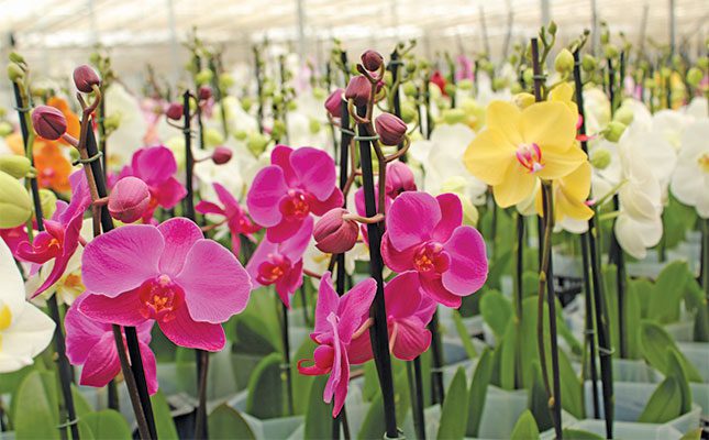 Blooming difficult: growing orchids for SA’s premium flower market Blooming difficult: growing orchids for SA’s premium flower market