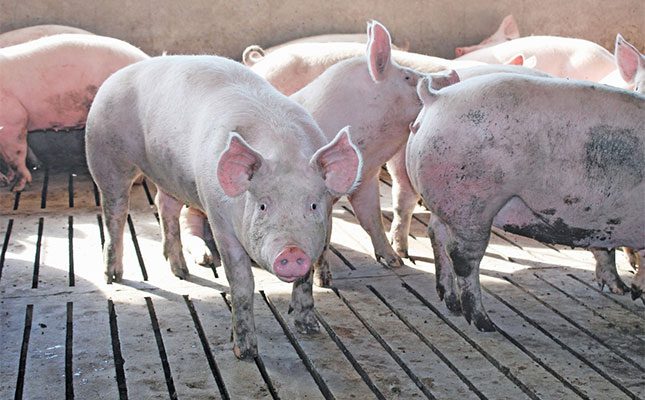 China clamps down on pig ‘refattening’ to stabilise pork market China clamps down on pig ‘refattening’ to stabilise pork market