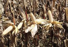 New Plant Breeders’ Rights to offer greater protection for innovation