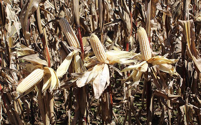 New Plant Breeders’ Rights to offer greater protection for innovation New Plant Breeders’ Rights to offer greater protection for innovation