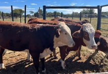 RMIS activated Operational Centre to tackle FMD outbreak