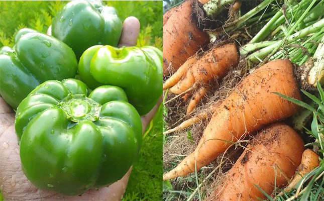 A young farmer’s vision to enhance green spaces in KZN A young farmer’s vision to enhance green spaces in KZN