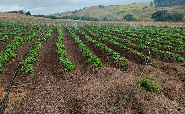 Siphindile’s farming story: Structured for scale and rooted in community