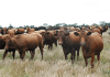 Stock theft deals major economic blow to SA’s agri sector