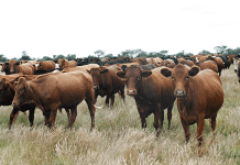 Stock theft deals major economic blow to SA’s agri sector