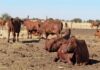 WATCH | Understanding foot-and-mouth disease in SA: What it means for farmers
