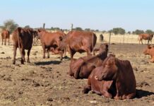 WATCH | Understanding foot-and-mouth disease in SA: What it means for farmers